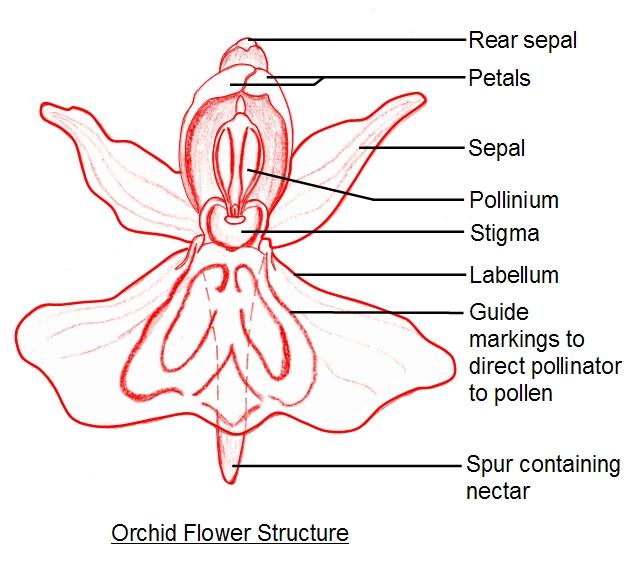 Bunga struktur Struktur Anatomi